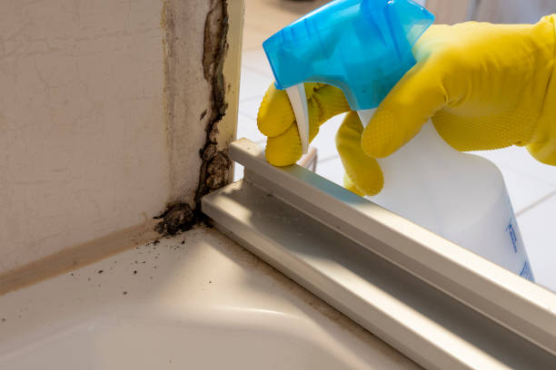 Best Local Mold Removal Service  in Cherryville, PA