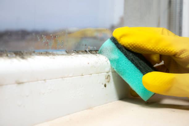 Professional Mold Removal in Cherryville, PA
