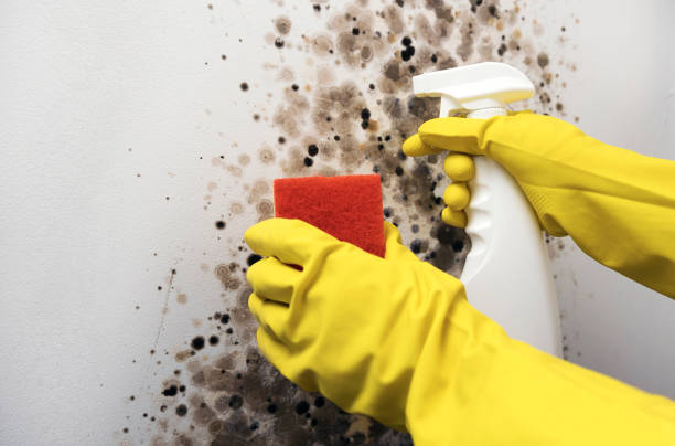 Best Professional Mold Removal  in Cherryville, PA