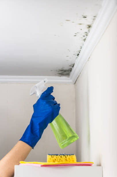 Best Mold Remediation  in Cherryville, PA